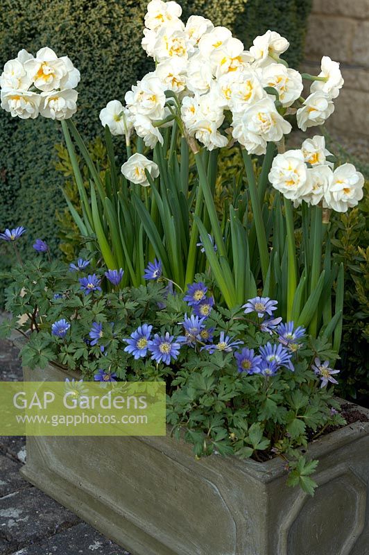Narcissus 'Bridal Crown' and Anemone blanda in lead container