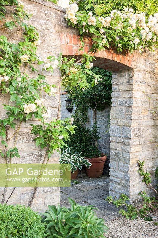 Archway in garden wall framed by Rosa 'Celine Forestier'