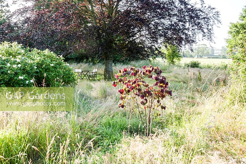 Meadow with young Cercis canadensis 'Forest Pansy', copper beech and white shrub roses.