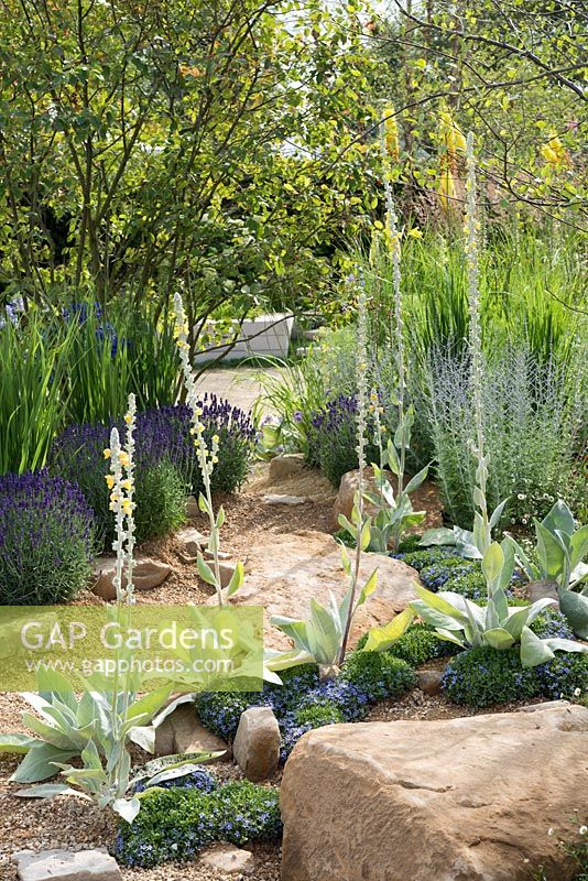 Gravel area with Verbascum bombyciferum, Pratia pedunculata 'County Park' and Lavandula angustifolia 'Hidcote' - Encore: A Music Lover's Garden, RHS Hampton Court Palace Flower Show 2015