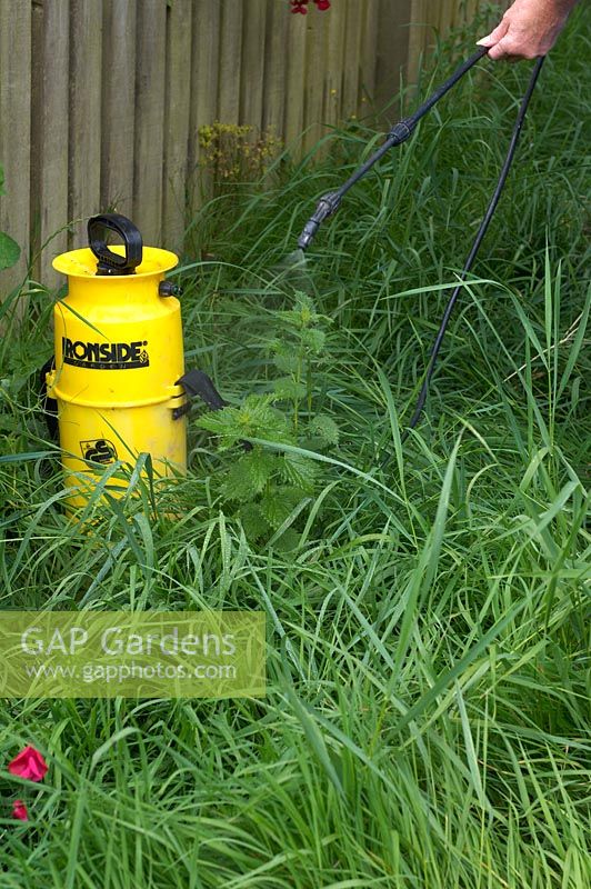 Spraying stinging nettles with weedkiller
