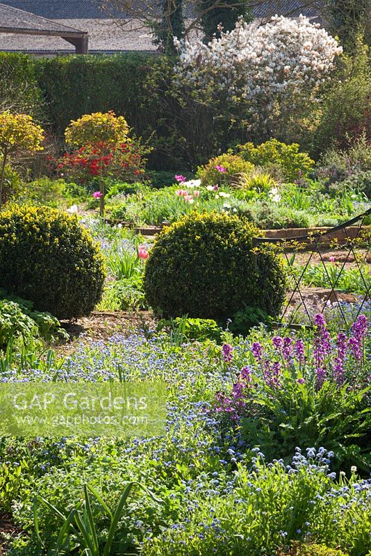 The area around the Sunken Garden. The purple plant on the right is Erysimum 'Bowles's Mauve'. Hall Farm Garden, Harpswell, Lincolnshire, UK. Spring, April 2015.