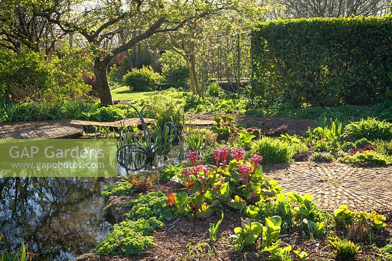 The Pond. In the centre is a Bergenia. Hall Farm Garden, Harpswell, Lincolnshire, UK. Spring, April 2015.