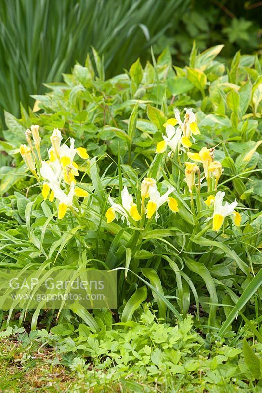 Iris bucharica. Hall Farm Garden, Harpswell, Lincolnshire, UK. Spring, April 2015.