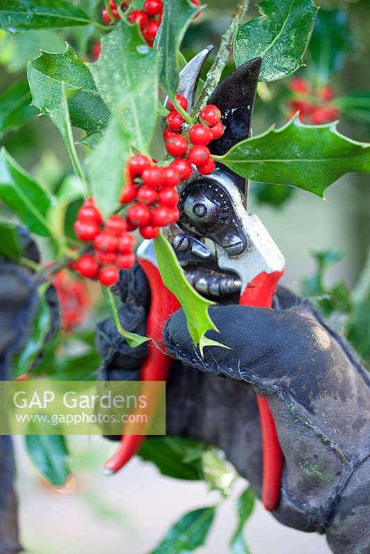 Cutting Ilex aquifolium, holly and red berries for wreaths. Winter. Gabbi's Garden, August.