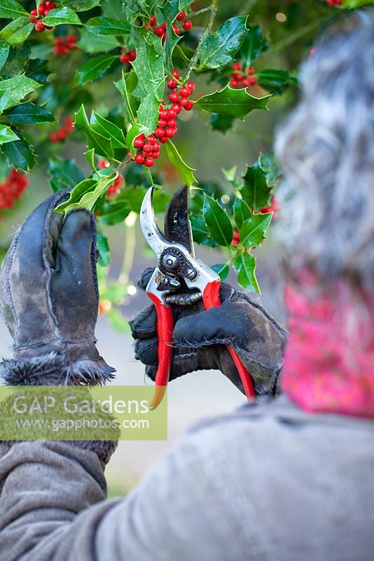 Cutting holly Ilex aquifolium and red berries for wreaths. Winter. Gabbi's Garden, December.