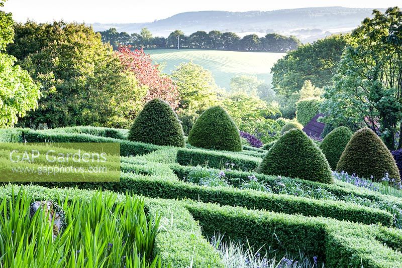 View over the Grasses parterre. Low hedge of Buxus sempervirens. Mounds of clipped Taxus baccata. June 2015. 