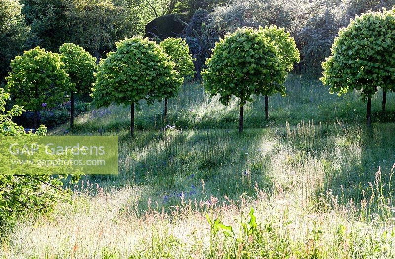 The Meadow: avenue of Corylus colurna - Turkish Hazel, clipped into lollipop shape. Veddw House Garden, Monmouthshire, South Wales. June 2015.