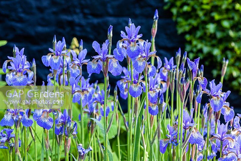 Iris sibirica 'Blue King'.  June 2015. 