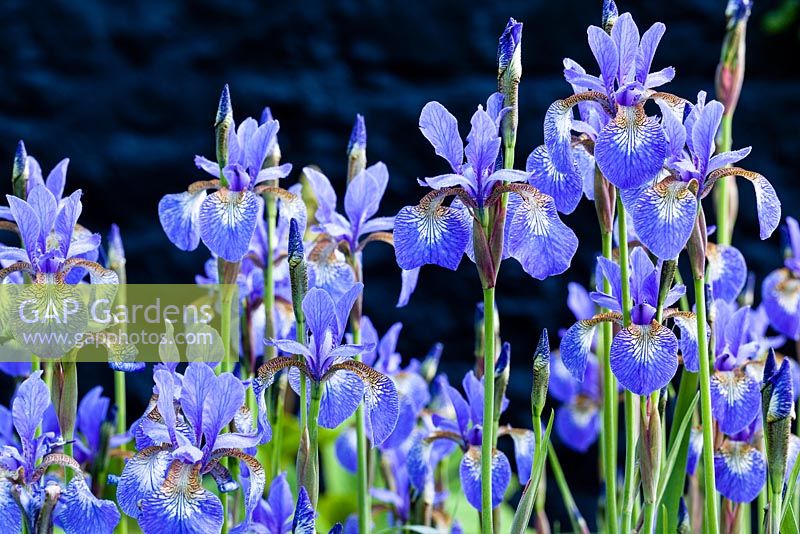 Iris sibirica 'Blue King'.  June 2015.