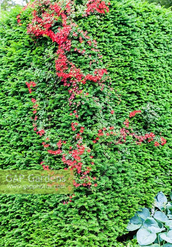 Tropaeolum speciosum growing through Taxus baccata. Plas Brondanw Garden, Wales. Designed by and was the home of Sir Clough Williams-Ellis. July 2015