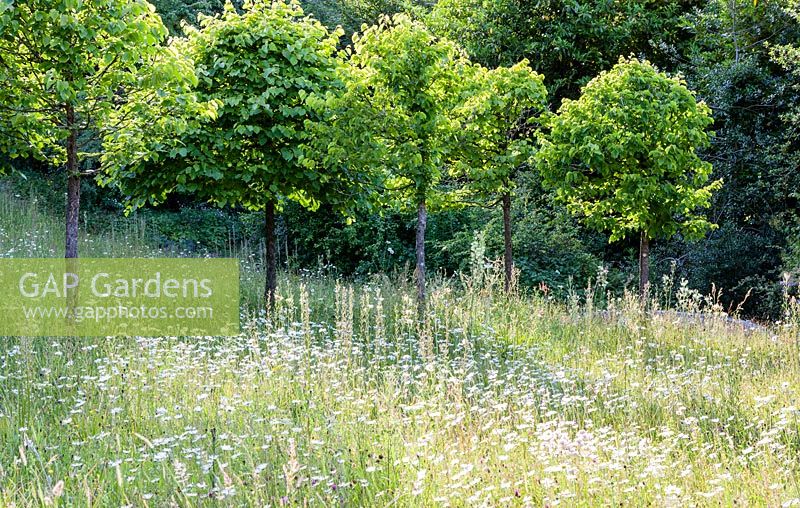 The Meadow: avenue of Corylus colurna - Turkish Hazel clipped into lollipop shape. Leucanthemum vulgare - Oxe Eye Daisy. Veddw House Garden, Monmouthshire, South Wales.  June 2015. Garden designed and created by Charles Hawes and Anne Wareham.