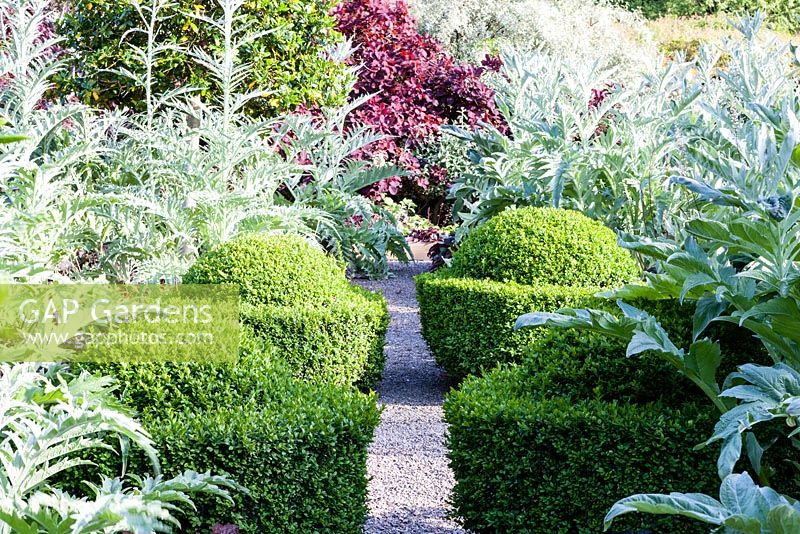 The Vegetable Garden: Clipped Buxus sempervirens egg cups. Cynara cardunculus 'Florist Cardy', Heuchera villosa 'Palace Purple', Veddw House Garden, Monmouthshire, South Wales. June 2015. Garden designed and created by Charles Hawes and Anne Wareham.