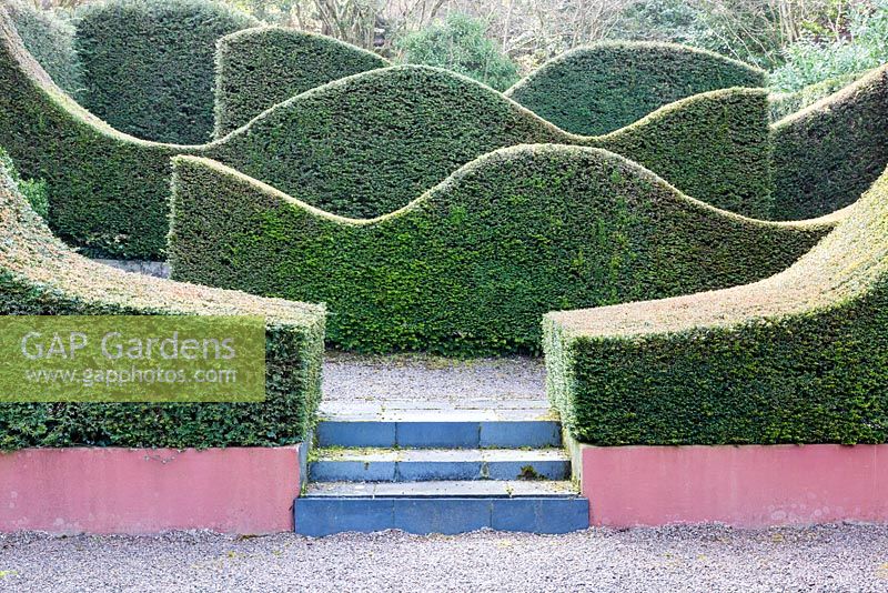The Hedge Garden. Wave form hedges of Taxus baccata. Veddw House Garden, Monmouthshire, South Wales. March 2015. Garden designed and created by Charles Hawes and Anne Wareham