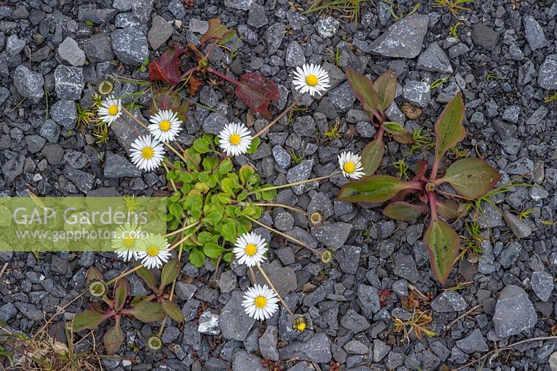 Bellis perennis - Daisy growing on footpath