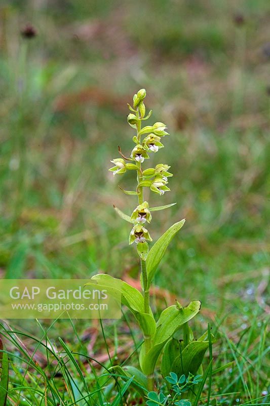Epipactis dunensis - Dune Helleborine. This Orchid is endemic to Britain