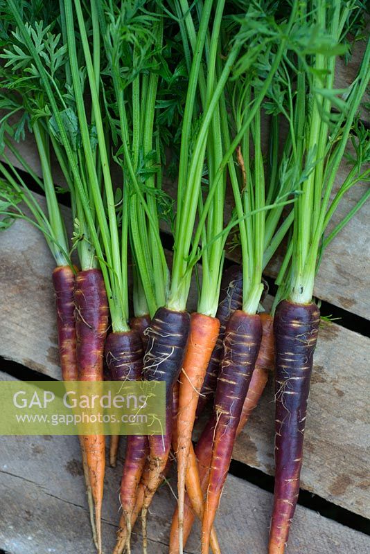 Home grown carrots, 'Purple Haze' F1.