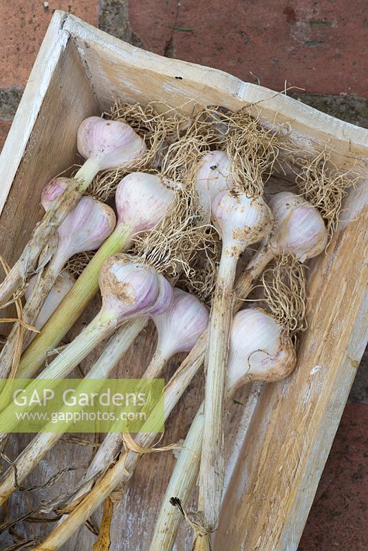 Home grown Garlic bulbs drying in a decorative wooden box.