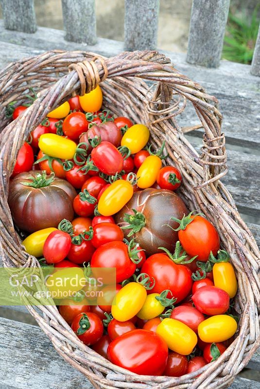 Basket of home grown tomatoes, 'Rainbow Blend' F1, 'Rio grande' and 'Black from Tula'