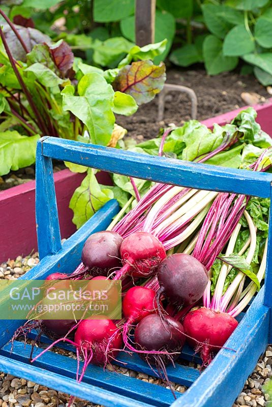 Home grown beetroot - Blue trug with purple and red roots from a sowing of 'Rainbow' variety.