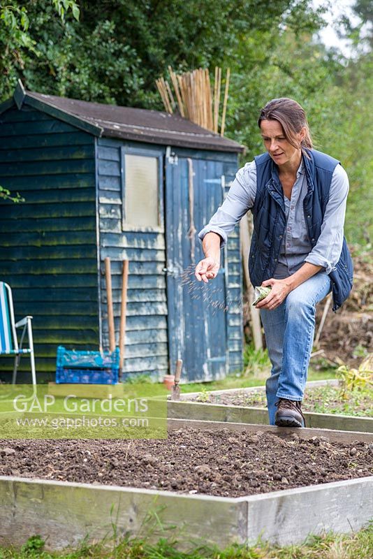 Sowing Fenugreek. Woman sowing seeds into a raised bed in an allotment