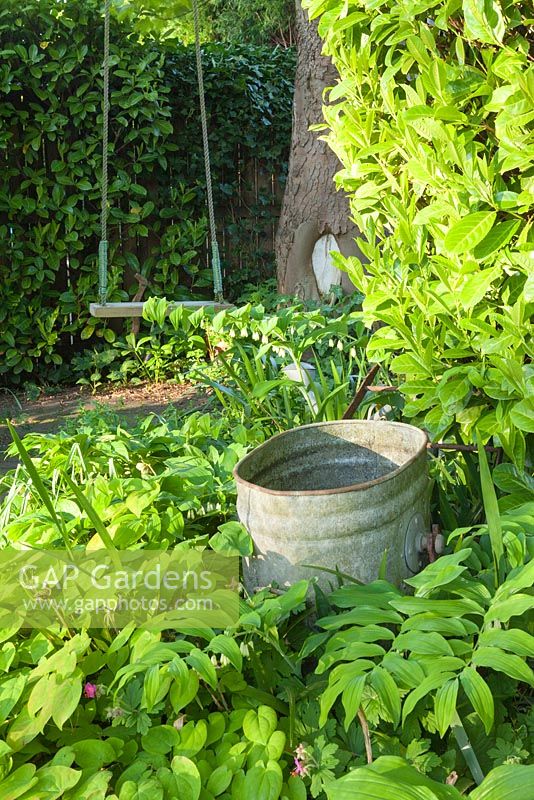 Polygonatum - Solomon's Seal, with old water carrier in swing corner. The Court, North Ferriby, Yorkshire, UK. Spring, May 2015.