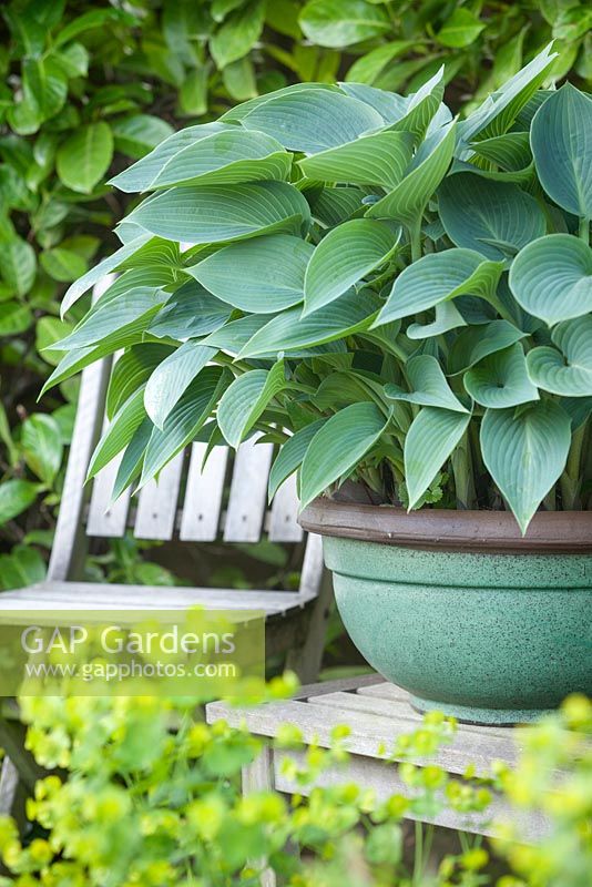 Hosta 'Blue Moon' on the Umpire's Table. The Court, North Ferriby, Yorkshire, UK. Spring, May 2015.