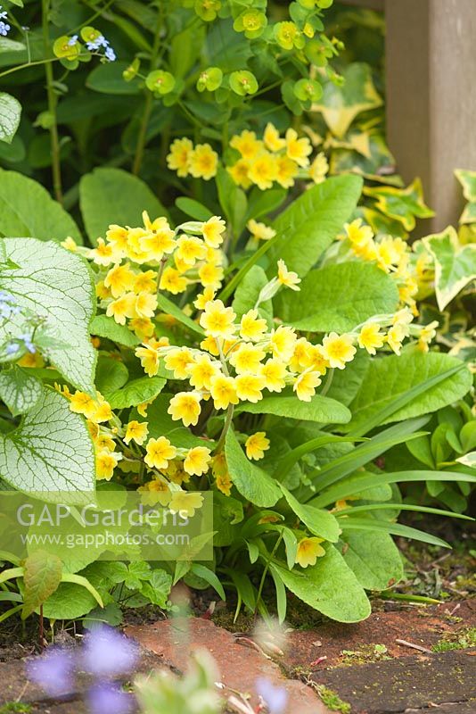 Primula Veris - cowslip. The Court, North Ferriby, Yorkshire, UK. Spring, May 2015.