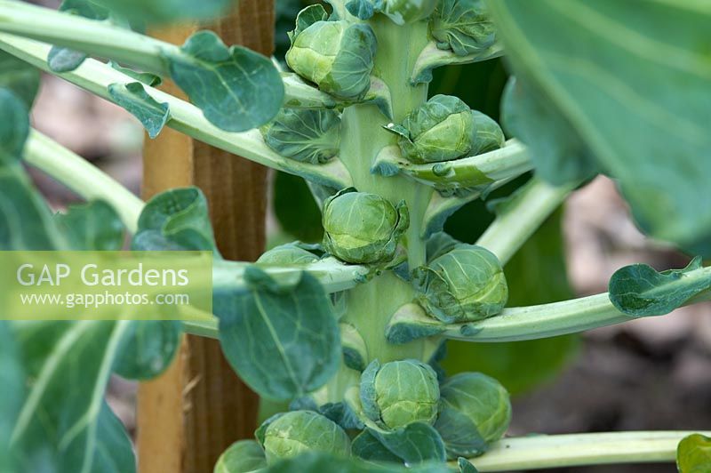 Brussels sprout 'Nelson'