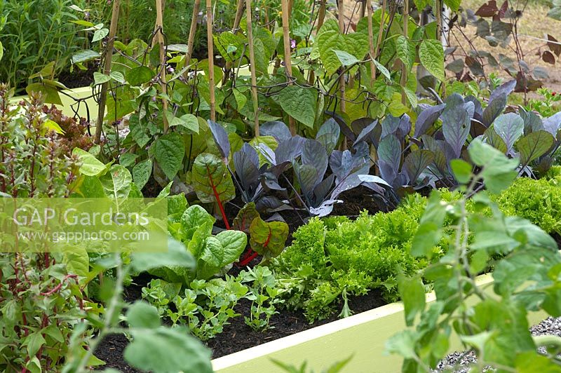 Vegetables growing in raised bed