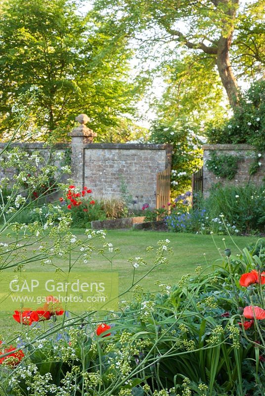 Borders surrounding formal lawn area with Papaver orientale, Centaurea montana, Nepeta grandiflora and Crambe cordifolia in foreground - Ammerdown House, Somerset