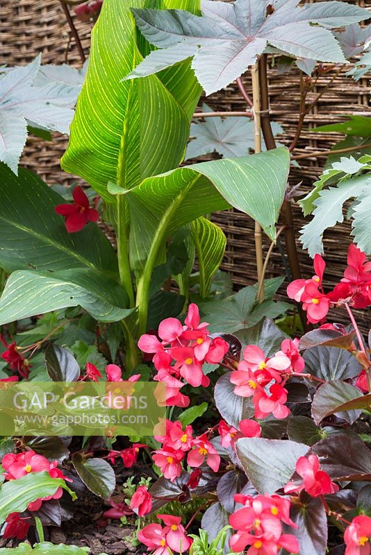 Musa and Begonia in Tropical garden Banana plant 