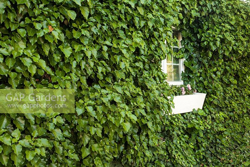 Hedera covering entire wall - white window and windowbox container