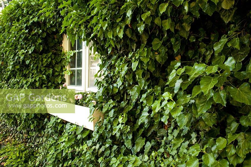 Hedera - ivy covered house with window and windowbox