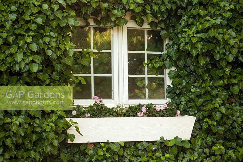 Hedera cv - ivy covered house surrounding window with windowbox planted with pink Dahlia