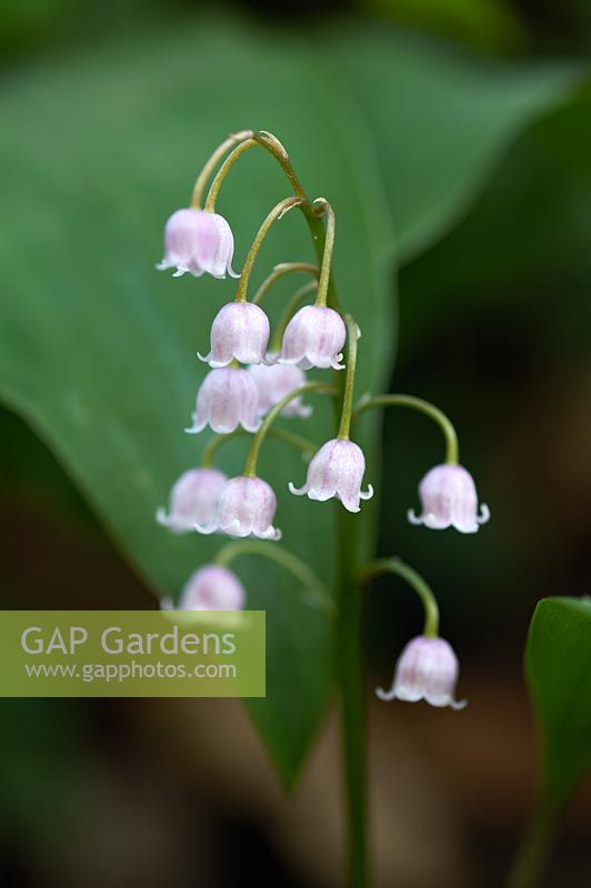 Convallaria majalis var. rosea - Lily-of-the-valley, pink