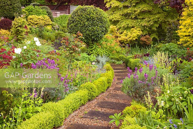 Herbaceous borders lined with box hedging, hardy wallflower, Heuchera and Euphorbia mellifera - Canary spurge