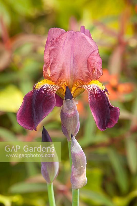 Iris germanica - bearded iris