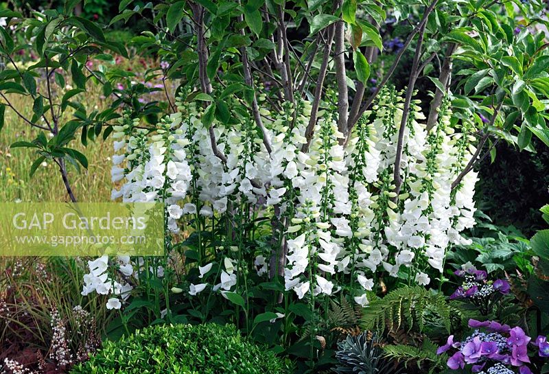 Digitalis purpurea f. albiflora - Squires garden Centre, Urban Oasis, RHS Hampton Court Palace Flower Show 2015