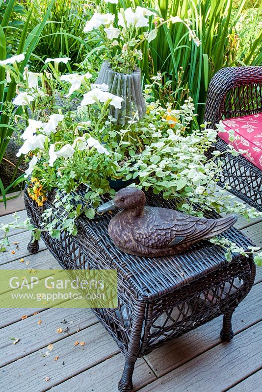 Ornamental duck on table with planting of Petunia, Helichrysum 