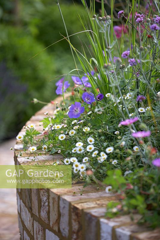 Raised bed with Geranium 'Rozanne', Verbena bonariensis and Erigeron karvinskianus - Squire's Garden Centres: Urban Oasis garden, Hampton Court Flower Show 2015
