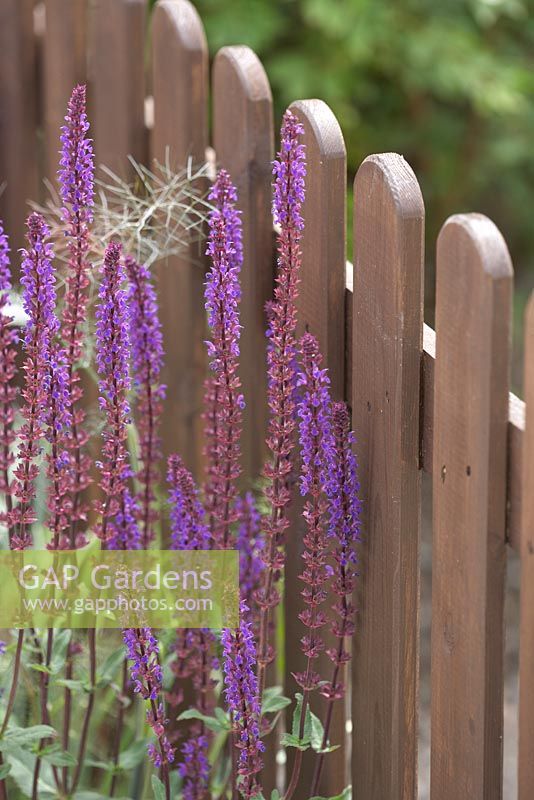Salvia 'Carradonna' against wooden fencing. Community Street BBC Gardener's Question Time Front Gardens. RHS Hampton Court Flower Show 2015 