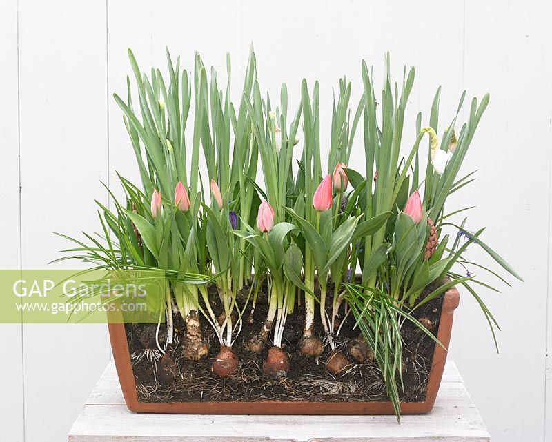 Layer planting of flower bulbs in container