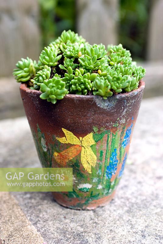 Succulent in old decorated clay pot