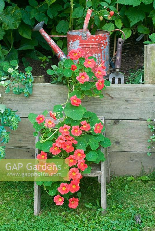 Tropaeolum 'Jewel Cherry Rose' Nasturtium  on wooden steps with painted watering can