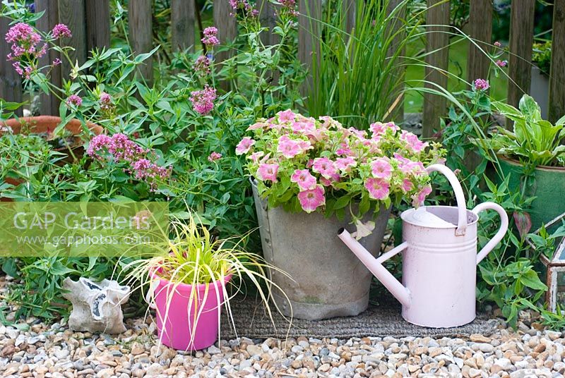 Patio containers in summer - Petunia surfinia 'Green Edge Pink', Carex 'Everillo' pink valerian, grasses 