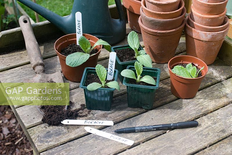 Potting up young borage plants on wooden potting bench - labelling