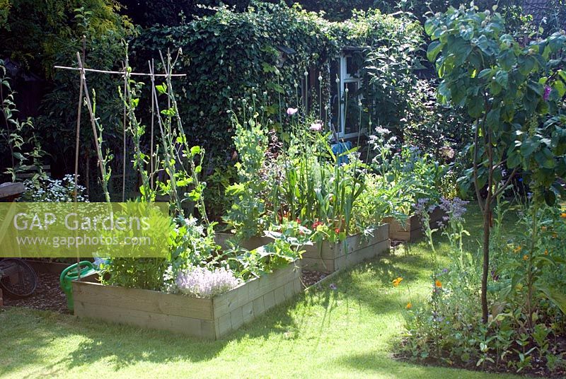 Vegetable beds in summer with sweet peas, herbs and flowers