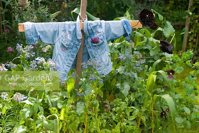 Scarecrow in vegetable bed in summer with chard, borage and sweetcorn