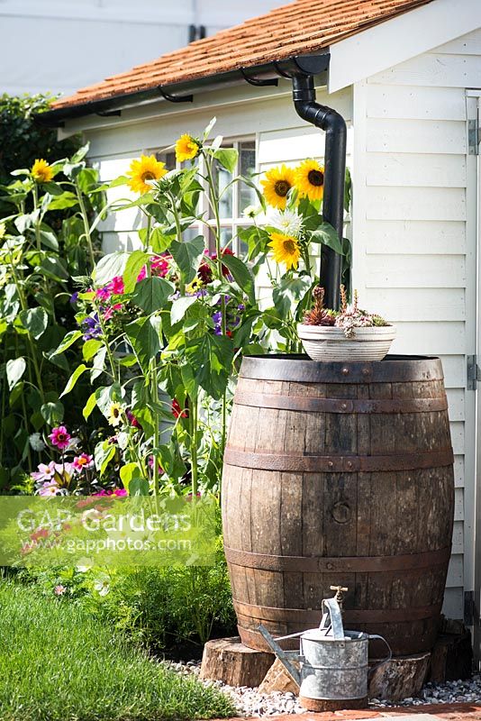 Just Retirement: A Garden For Every Retiree, A wooden barrel used as a water butt surrounded by Helianthus and Cosmos flowers. Designer: Tracy Foster Sponsor: Just Retirement Ltd